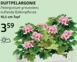 Bellaflora Duftpelargonie Angebot