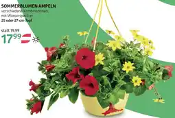 Bellaflora Sommerblumen ampeln Angebot