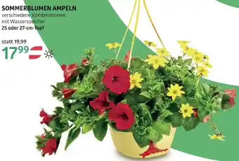 Bellaflora Sommerblumen ampeln Angebot