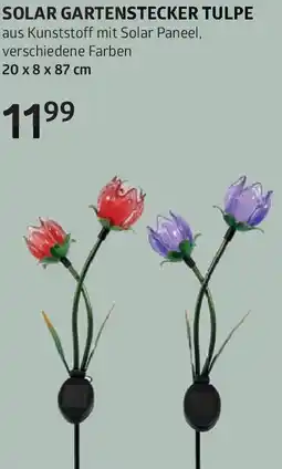 Bellaflora Solar gartenstecker tulpe Angebot