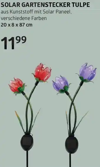 Bellaflora Solar gartenstecker tulpe Angebot