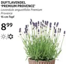 Bellaflora Duftlavendel premium provence Angebot