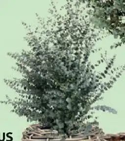 Bellaflora Eucalyptus ministamm Angebot