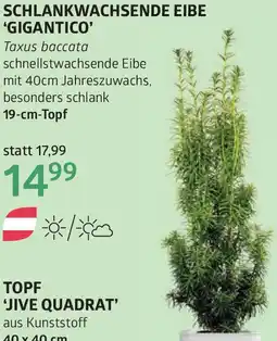 Bellaflora Schlankwachsende eibe gigantico Angebot