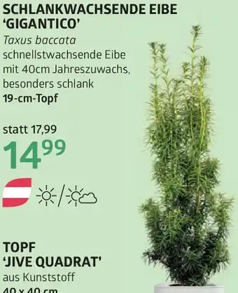 Bellaflora Schlankwachsende eibe gigantico Angebot