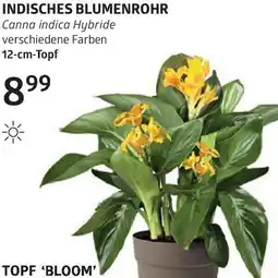 Bellaflora Indisches blumenrohr Angebot