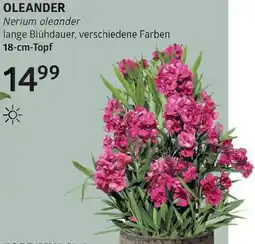 Bellaflora Oleander Angebot