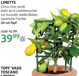Bellaflora Limette Angebot