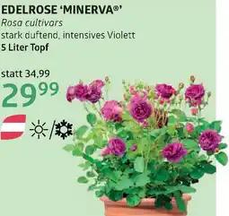 Bellaflora Edelrose minerva Angebot