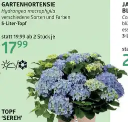 Bellaflora Gartenhortensie Angebot