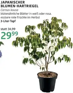 Bellaflora Japanischer blumen-hartriegel Angebot