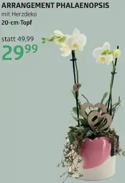 Bellaflora Arrangement phalaenopsis Angebot