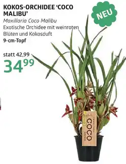 Bellaflora Kokos-orchidee coco malibu Angebot