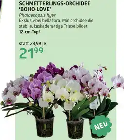 Bellaflora Schmetterlings-orchidee boho-love Angebot