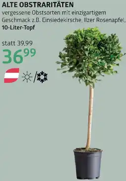 Bellaflora Alte obstraritäten Angebot
