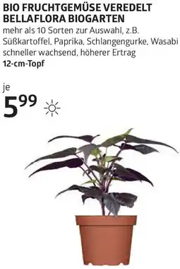 Bellaflora Bio fruchtgemüse veredelt bellaflora biogarten Angebot