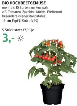 Bellaflora Bio hochbeetgemüse Angebot