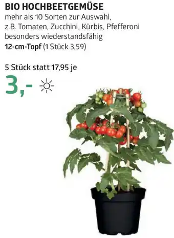 Bellaflora Bio hochbeetgemüse Angebot