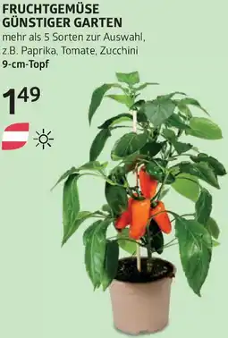 Bellaflora Fruchtgemüse günstiger garten Angebot