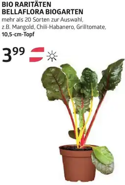 Bellaflora Bio raritäten bellaflora biogarten Angebot
