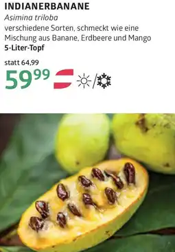 Bellaflora Indianerbanane Angebot