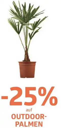 Bellaflora Auf outdoor- palmen Angebot