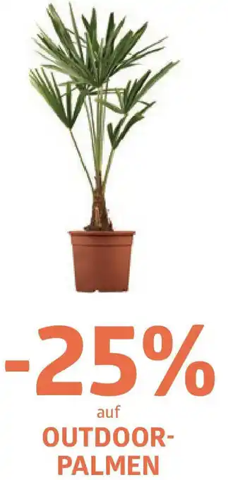 Bellaflora Auf outdoor- palmen Angebot