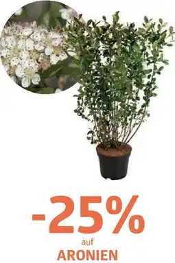Bellaflora Auf aronien Angebot