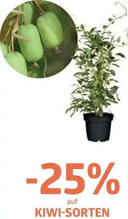 Bellaflora Auf kiwi-sorten Angebot