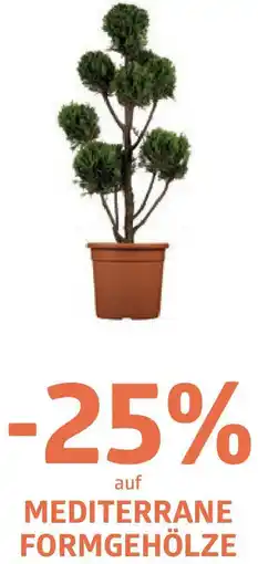 Bellaflora Auf mediterrane formgehölze Angebot