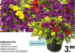 Hellweg Calibrachoa-Trio Angebot