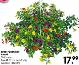 Hellweg Zauberglöckchen- Ampel Angebot