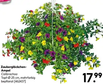 Hellweg Zauberglöckchen- Ampel Angebot