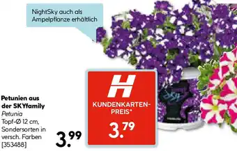 Hellweg Petunien aus der SKYfamily Angebot