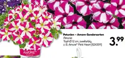 Hellweg Petunien - Amore-Sondersorten Angebot