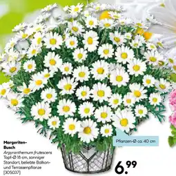Hellweg Margeriten- Busch Angebot