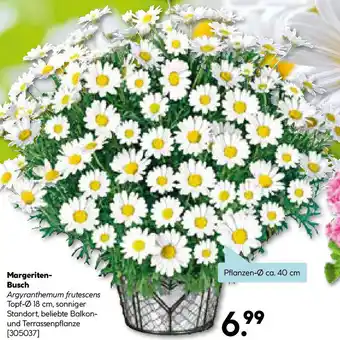 Hellweg Margeriten- Busch Angebot