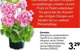 Hellweg Geranien Angebot