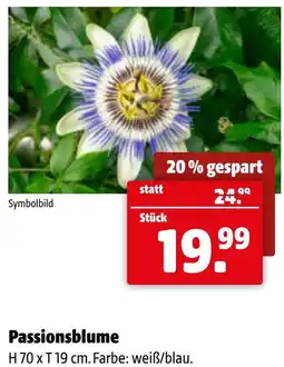 Der Grissemann Passionsblume Angebot