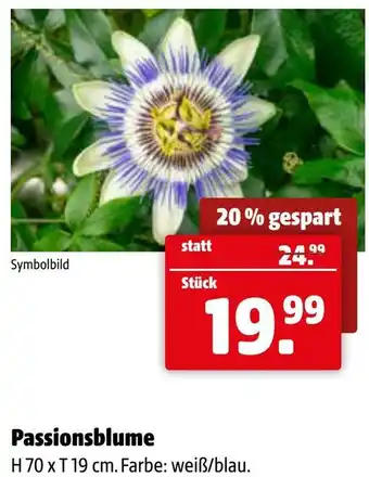 Der Grissemann Passionsblume Angebot