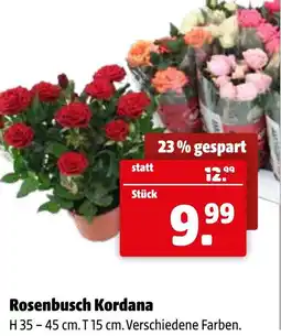 Der Grissemann Rosenbusch Kordana Angebot