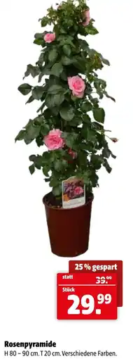 Der Grissemann Rosenpyramide Angebot