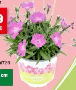 Thomas Philipps Wald- nelken Angebot