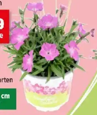 Thomas Philipps Wald- nelken Angebot