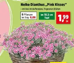Thomas Philipps Nelke Dianthus Pink Kisses Angebot
