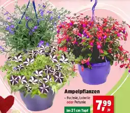 Thomas Philipps Ampelpflanzen Angebot