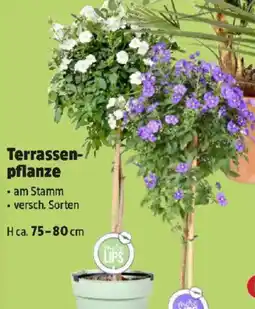 Thomas Philipps Terrassen- pflanze Angebot