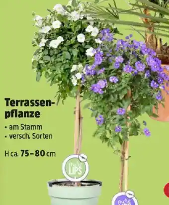 Thomas Philipps Terrassen- pflanze Angebot