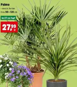 Thomas Philipps Palme Angebot