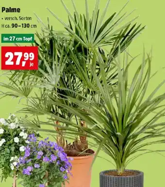 Thomas Philipps Palme Angebot